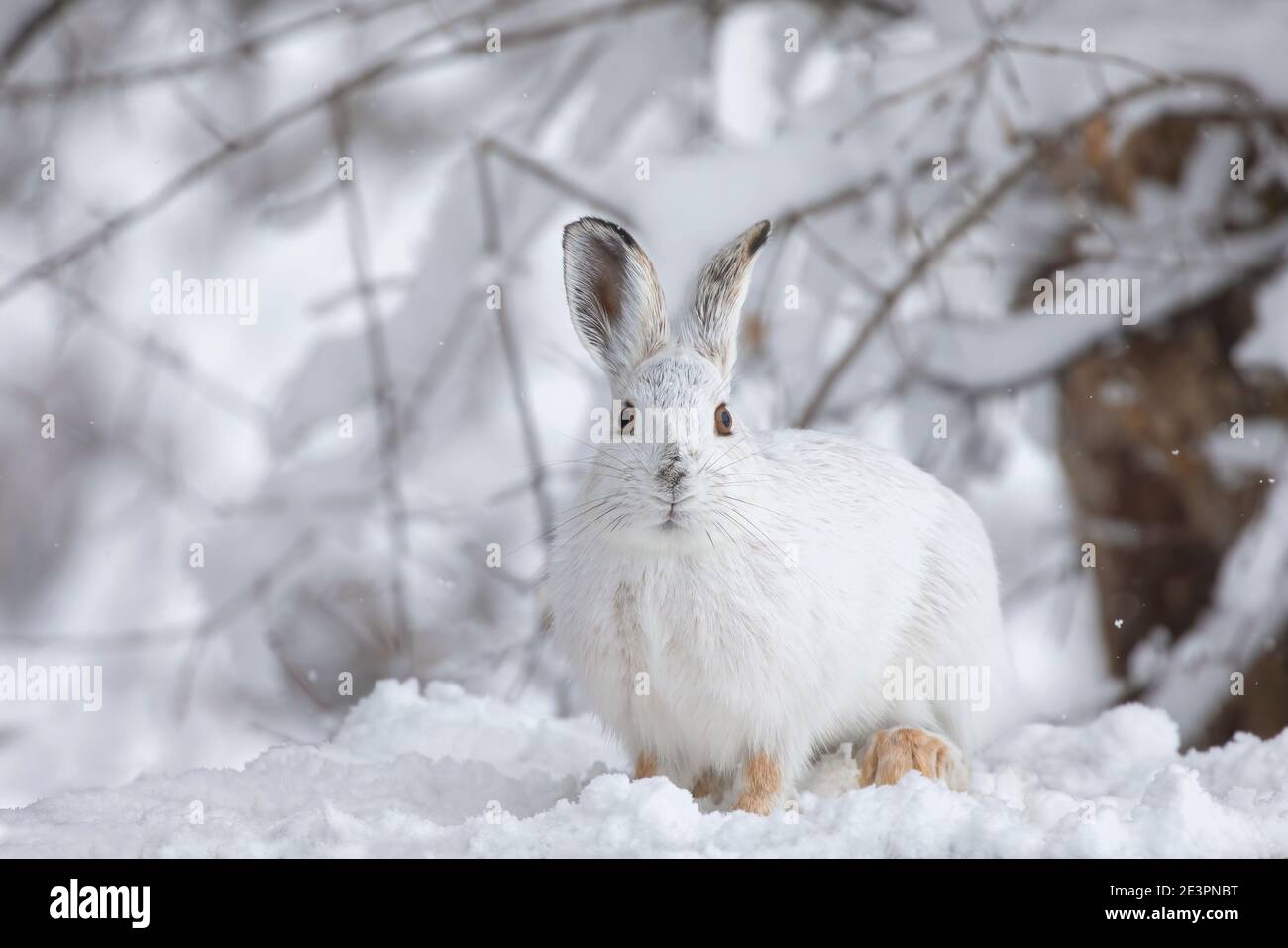 En hiver, le lièvre d'Amérique blanc ou le lièvre variable se ferme Canada Banque D'Images