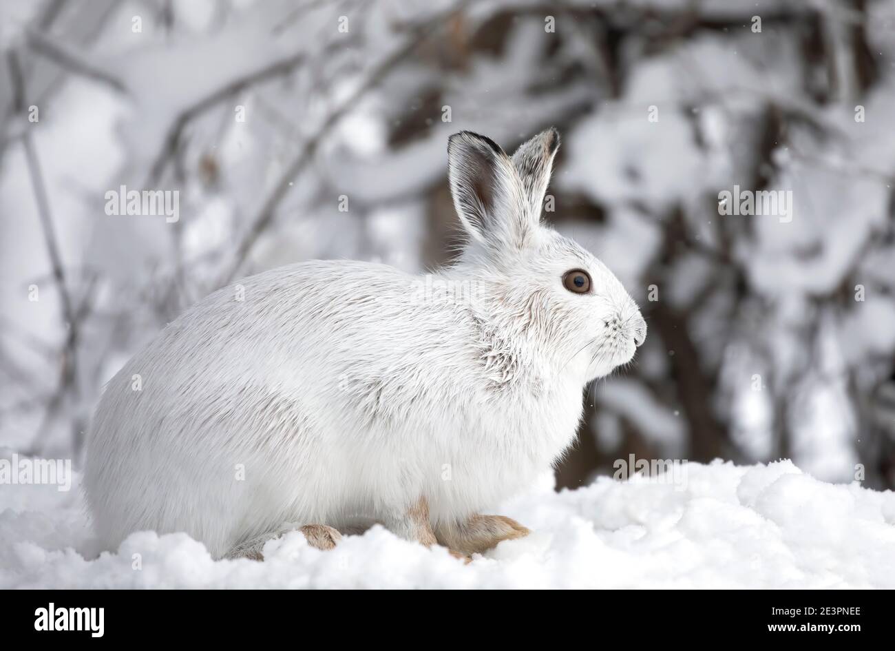 En hiver, le lièvre d'Amérique blanc ou le lièvre variable se ferme Canada Banque D'Images