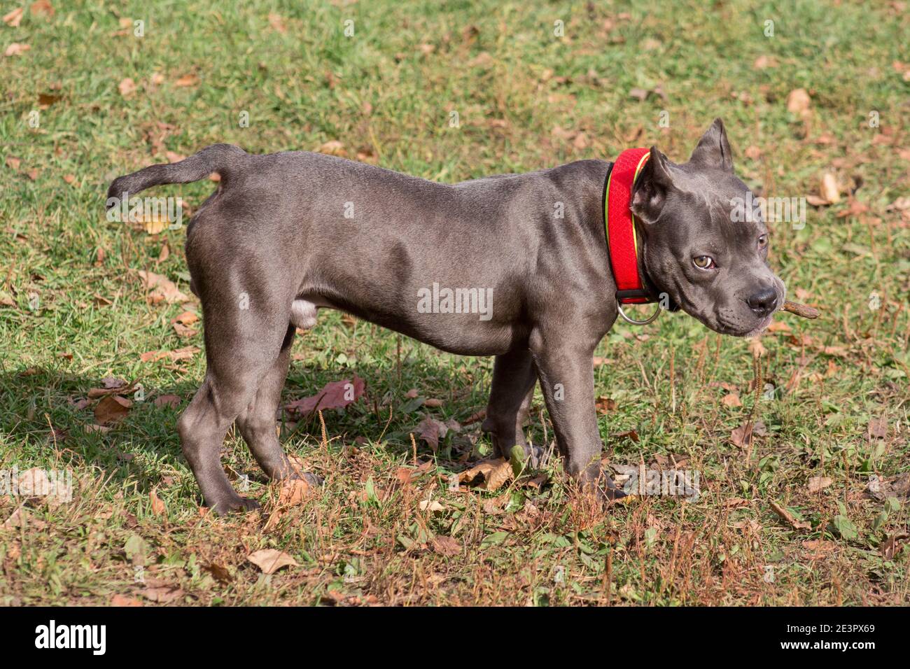 Le triste chiot intimidateur américain regarde l'appareil photo. Sept mois. Animaux de compagnie. Chien de race. Banque D'Images
