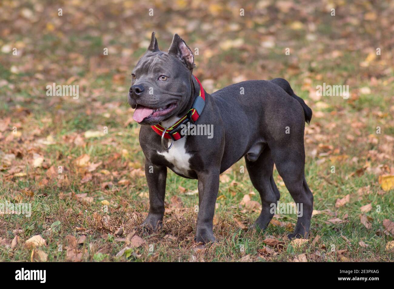 Le chiot américain mignon est debout dans le parc d'automne. Sept mois. Animaux de compagnie. Chien de race. Banque D'Images