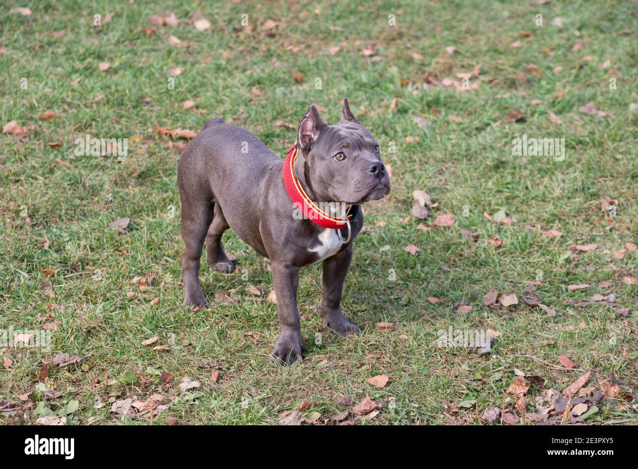 Le chiot taureau américain est debout dans le parc d'automne. Sept mois. Animaux de compagnie. Chien de race. Banque D'Images