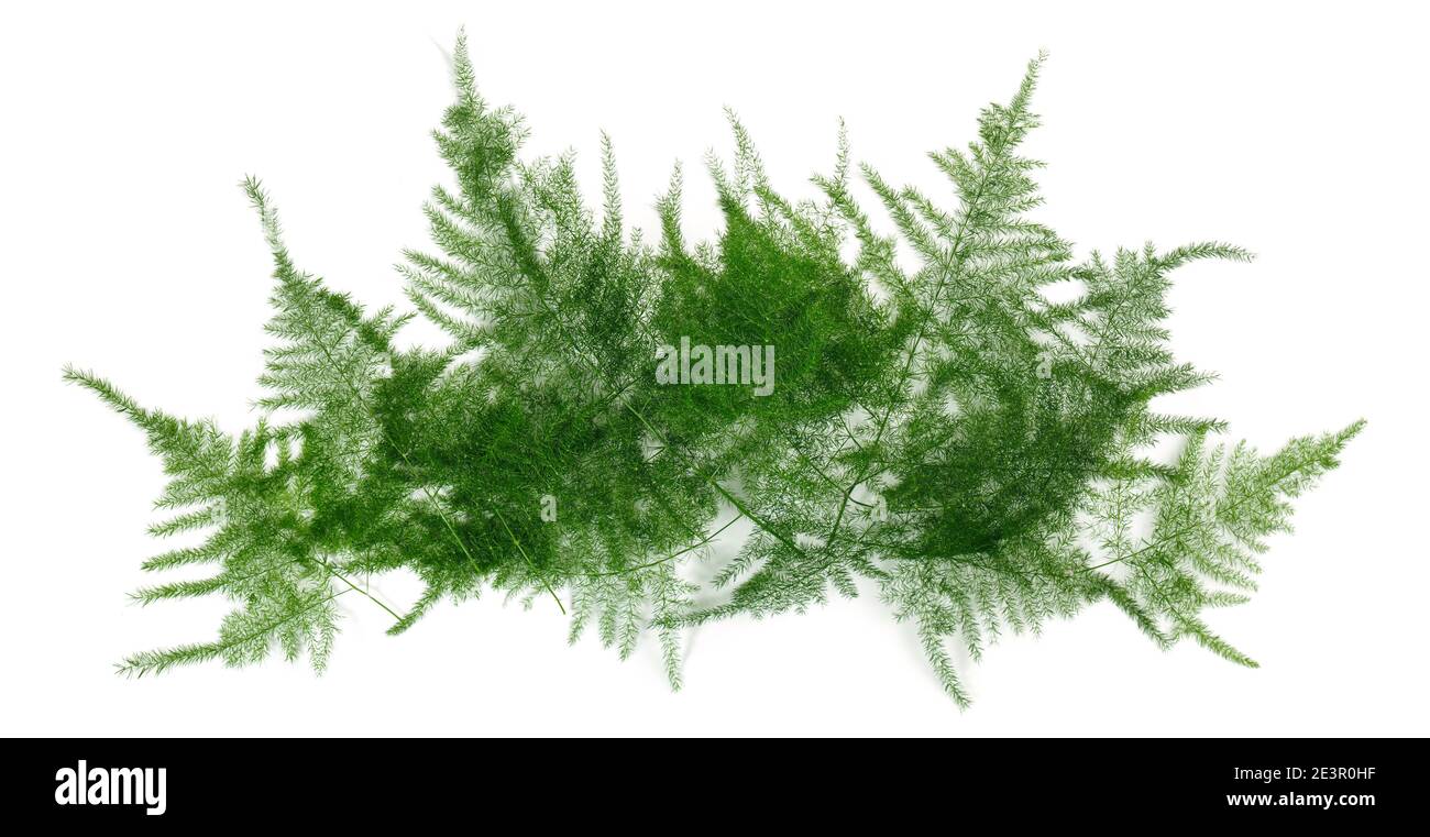 Bannière floristique avec panorama vert Fern isolé sur fond blanc Banque D'Images
