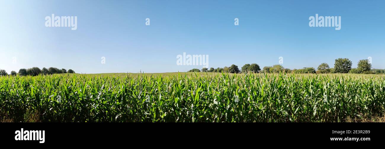 Panorama de la culture du champ de maïs en été avec ciel bleu Banque D'Images