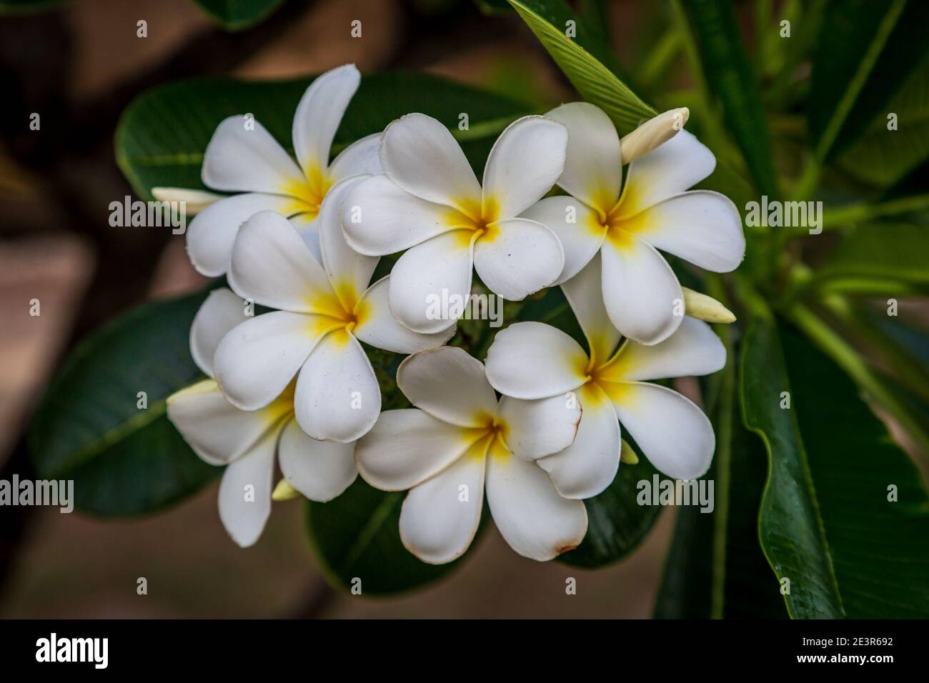 De jolies fleurs frangipani poussent sur l'île de la Barbade Banque D'Images