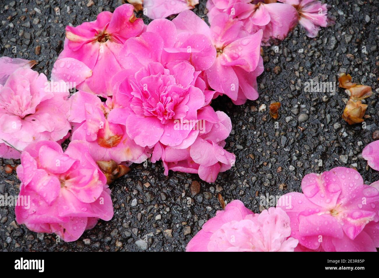 les têtes de fleurs humides d'azalée rose se rapprochent de l'asphalte route au printemps Banque D'Images