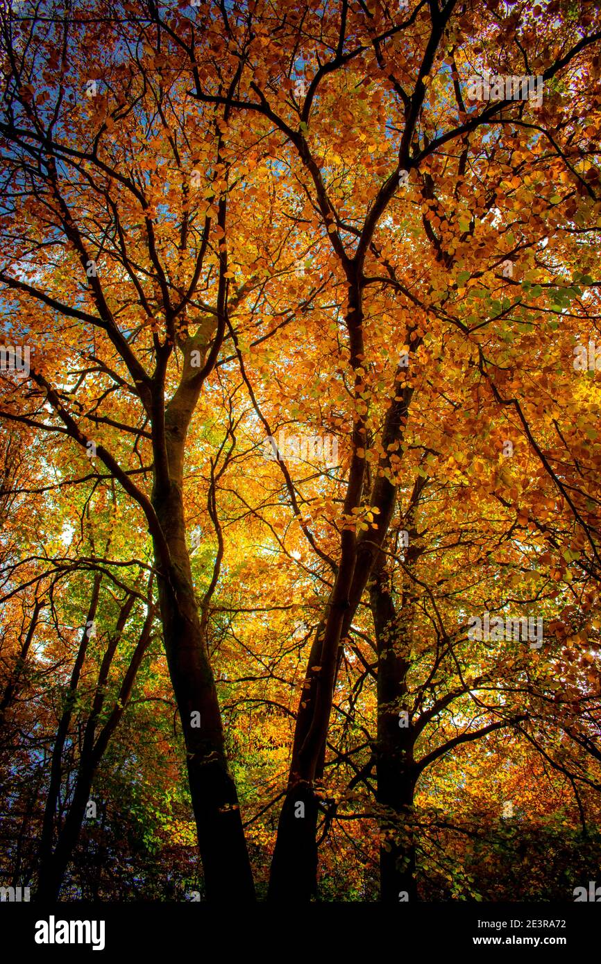 Couleurs d'automne au parc Queen Elizabeth Country Park dans le Hampshire Banque D'Images