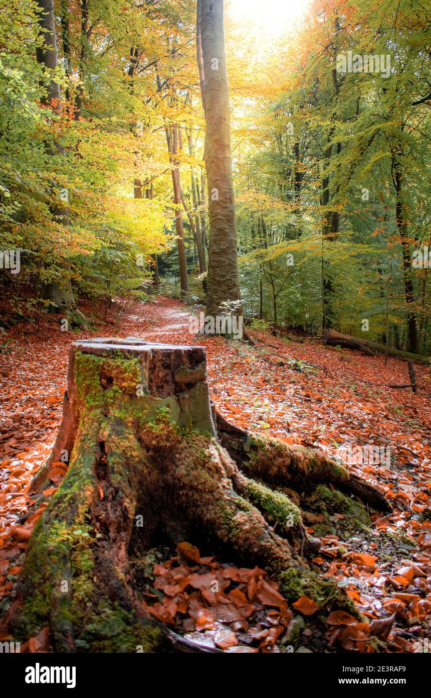 Couleurs d'automne au parc Queen Elizabeth Country Park dans le Hampshire Banque D'Images