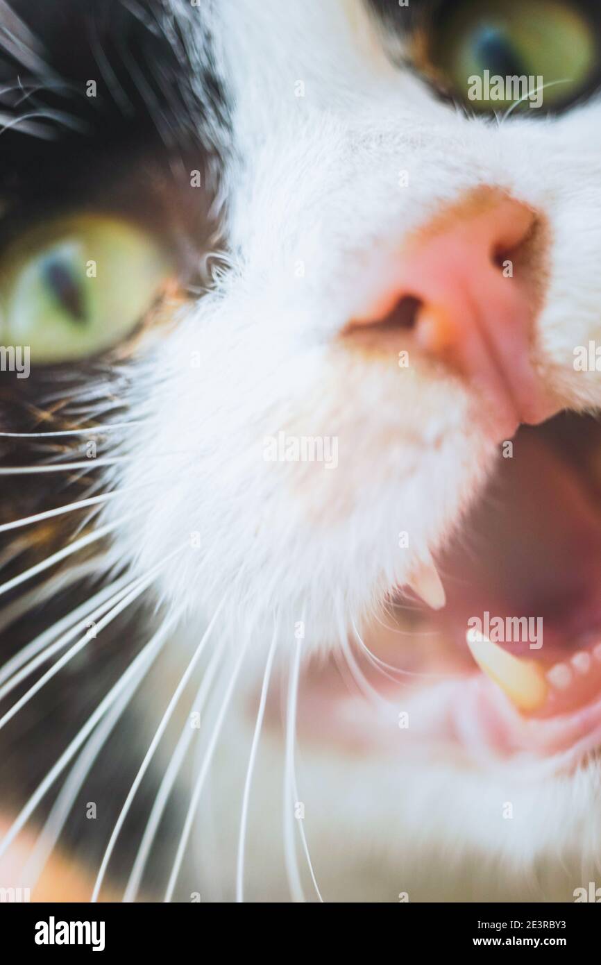 gros plan sur le visage d'un chat en méduse ou bâillant avec une bouche ouverte. Banque D'Images