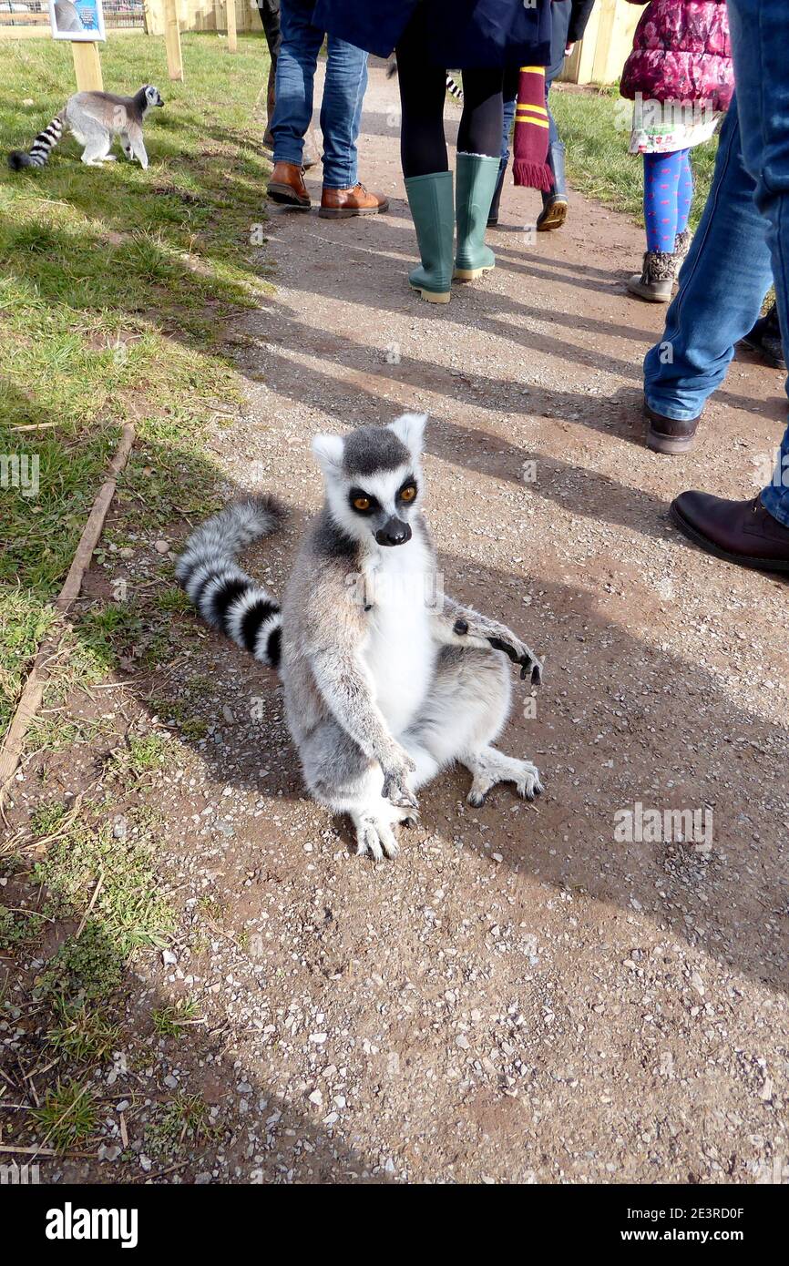 Un Lemur s'assit sur le chemin à l'extérieur, sous le soleil avec des gens qui marchent derrière lui pour une journée de sortie Juste leurs pieds.le primate a signalé museau Banque D'Images