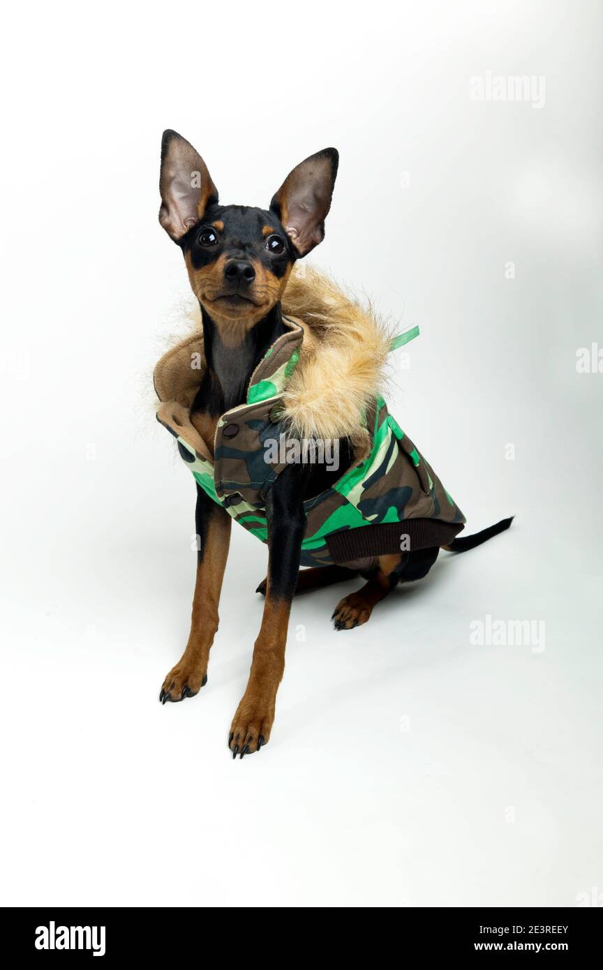 Gros plan, Studio shot d'un chien modélisation des vêtements PET Banque D'Images