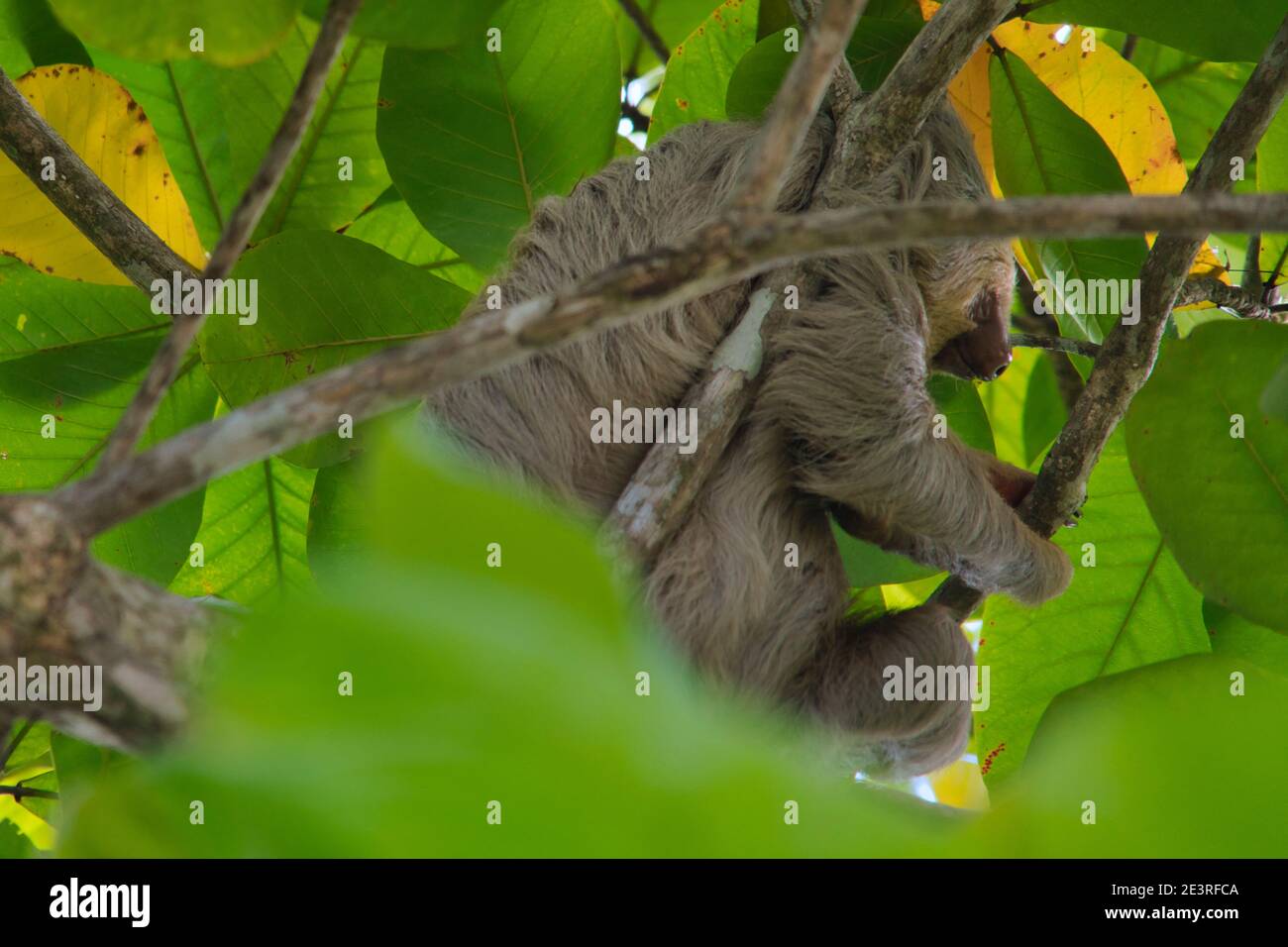 sloth grimpant sur un arbre au costa rica Banque D'Images