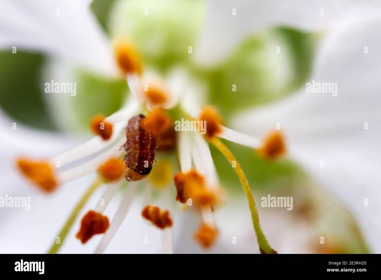 Image très rapprochée du ver provenant de la fleur de pomme blanche, étamine jaune au centre. Mise au point sélective et faible profondeur de champ. Banque D'Images Image très rapprochée du ver provenant de la fleur de pomme blanche, étamine jaune au centre. Mise au point sélective et faible profondeur de champ. Banque D'Images