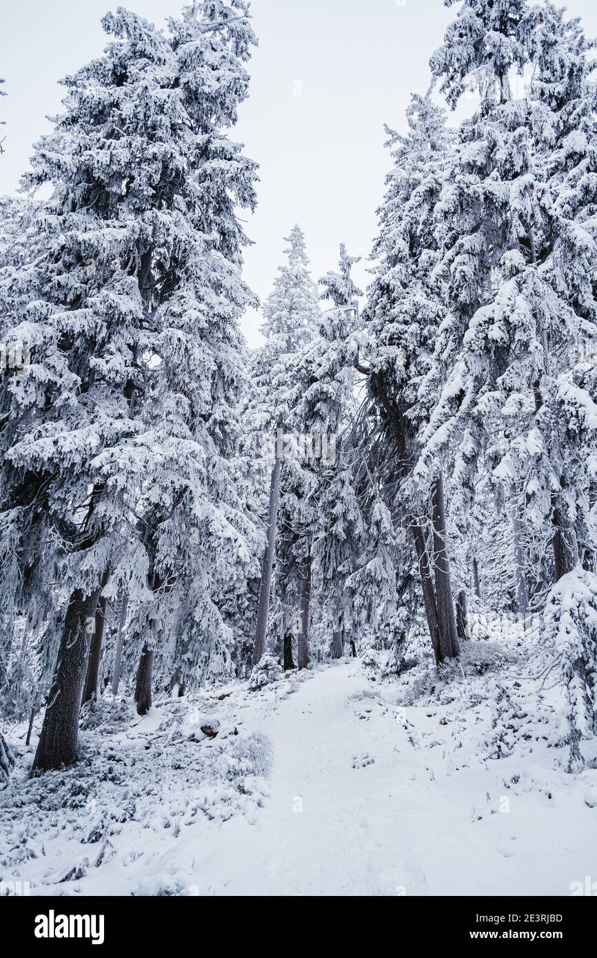 Mumlava est une rivière de montagne qui traverse les montagnes géantes et à l'embouchure de la Jizera qui borde les montagnes de Jizera. Banque D'Images