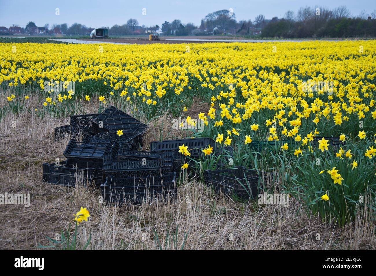 Production de Daffodil sur les fens du Lincolnshire Banque D'Images