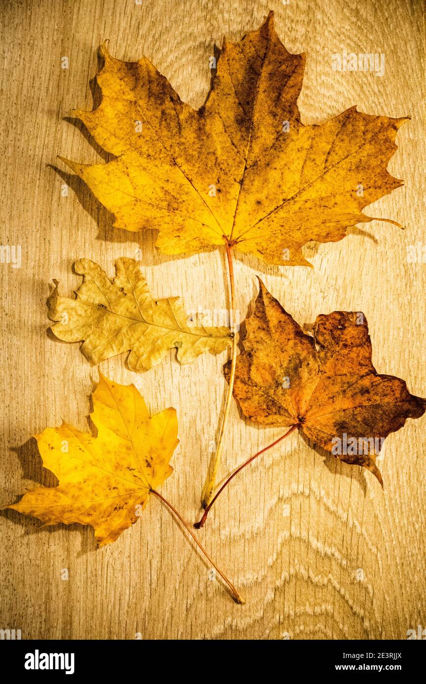 Quatre feuilles d'érable jaune d'automne ou de sycomore sur un bois arrière-plan Banque D'Images