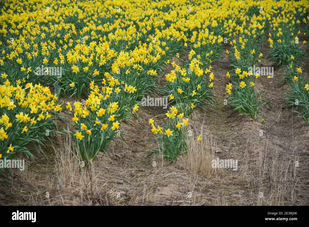 Production de Daffodil sur les fens du Lincolnshire Banque D'Images