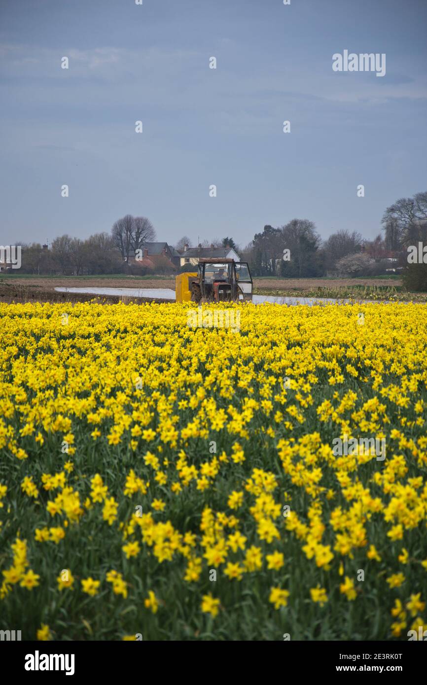 Production de Daffodil sur les fens du Lincolnshire Banque D'Images