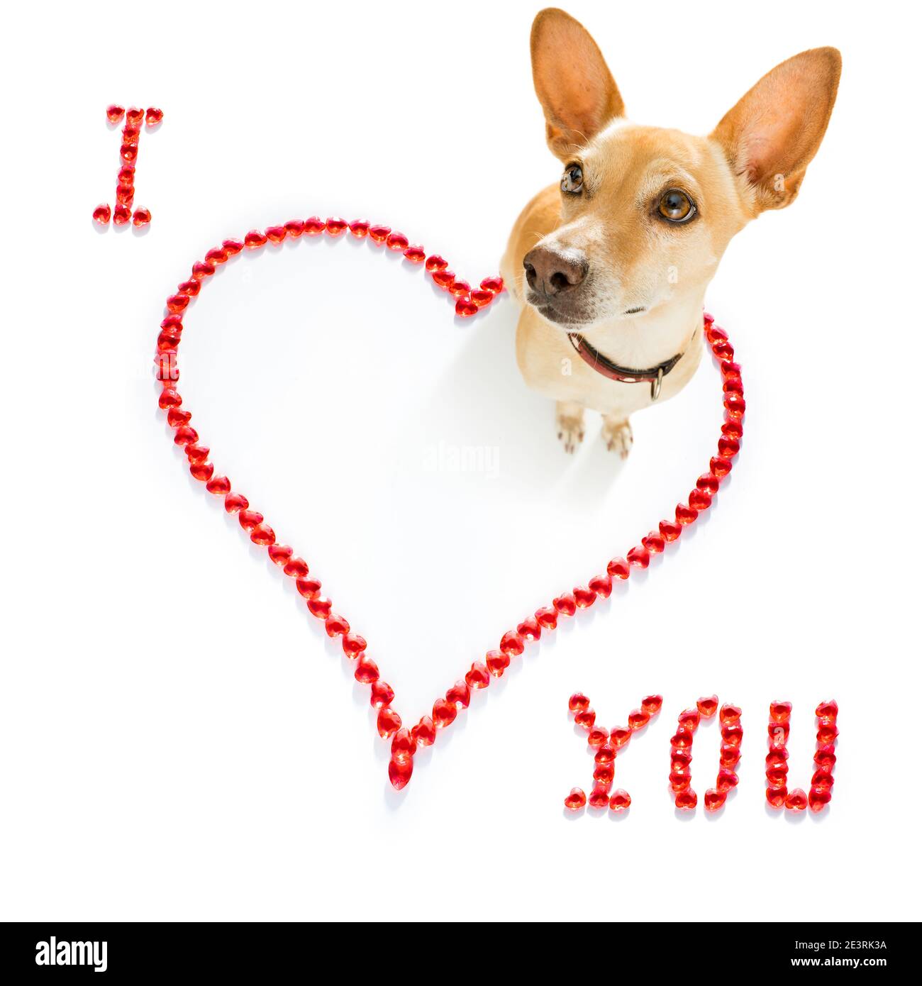 chien chihuahua sur les valentines aiment la forme de coeur avec j'aime vous signez comme arrière-plan isolé sur blanc Banque D'Images