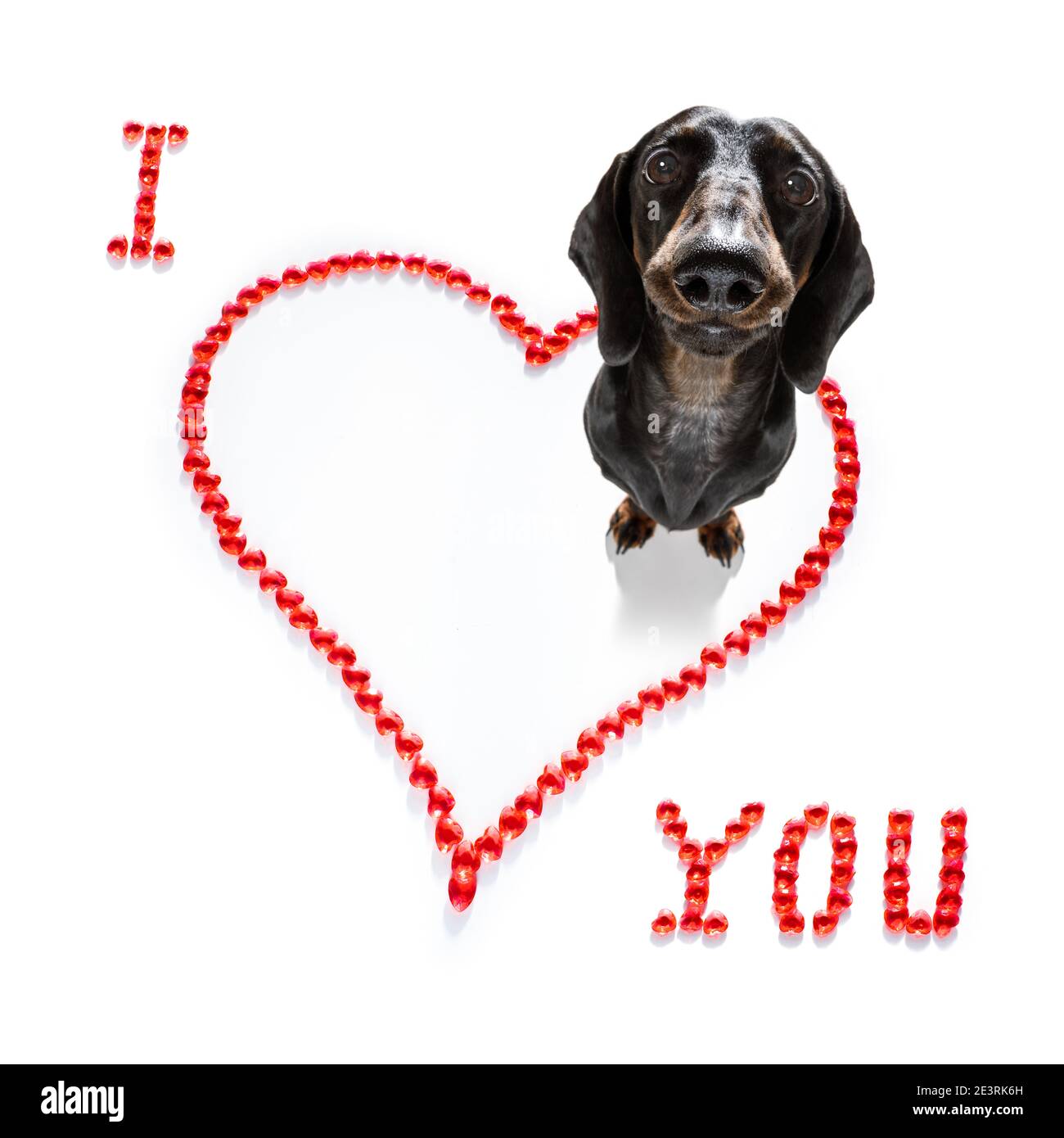 Saucisse de dachshund chien sur les valentines amour de forme de coeur avec moi j'aime que vous signez comme arrière-plan isolé sur blanc Banque D'Images
