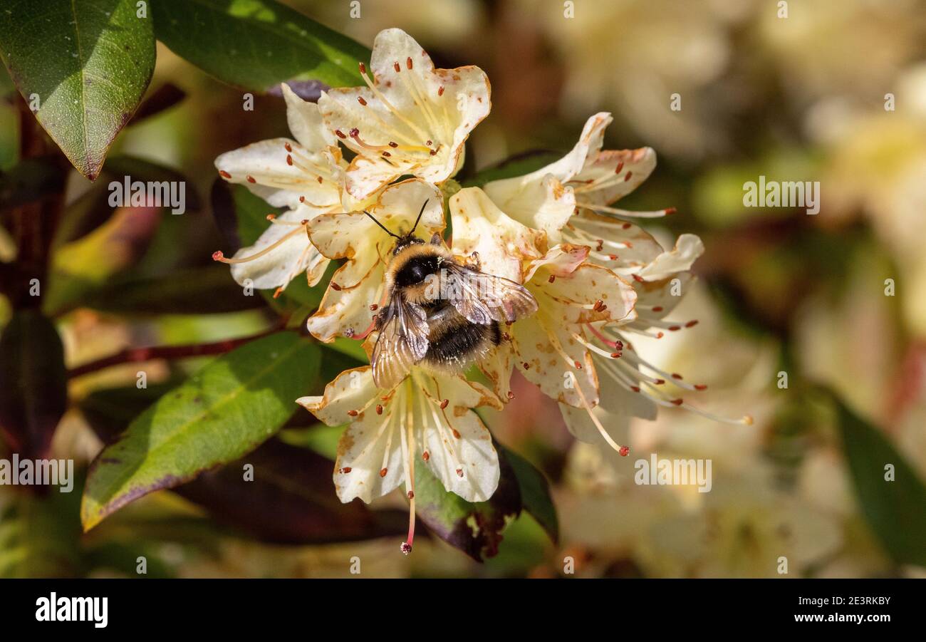 hortorum bombus Banque D'Images