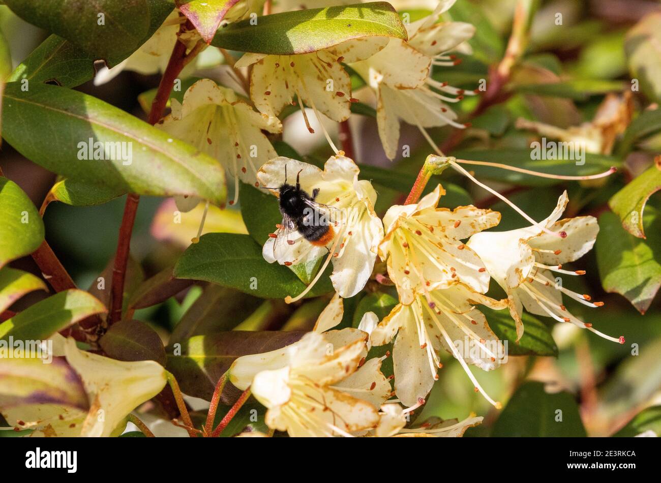 bombus lapidarius Banque D'Images