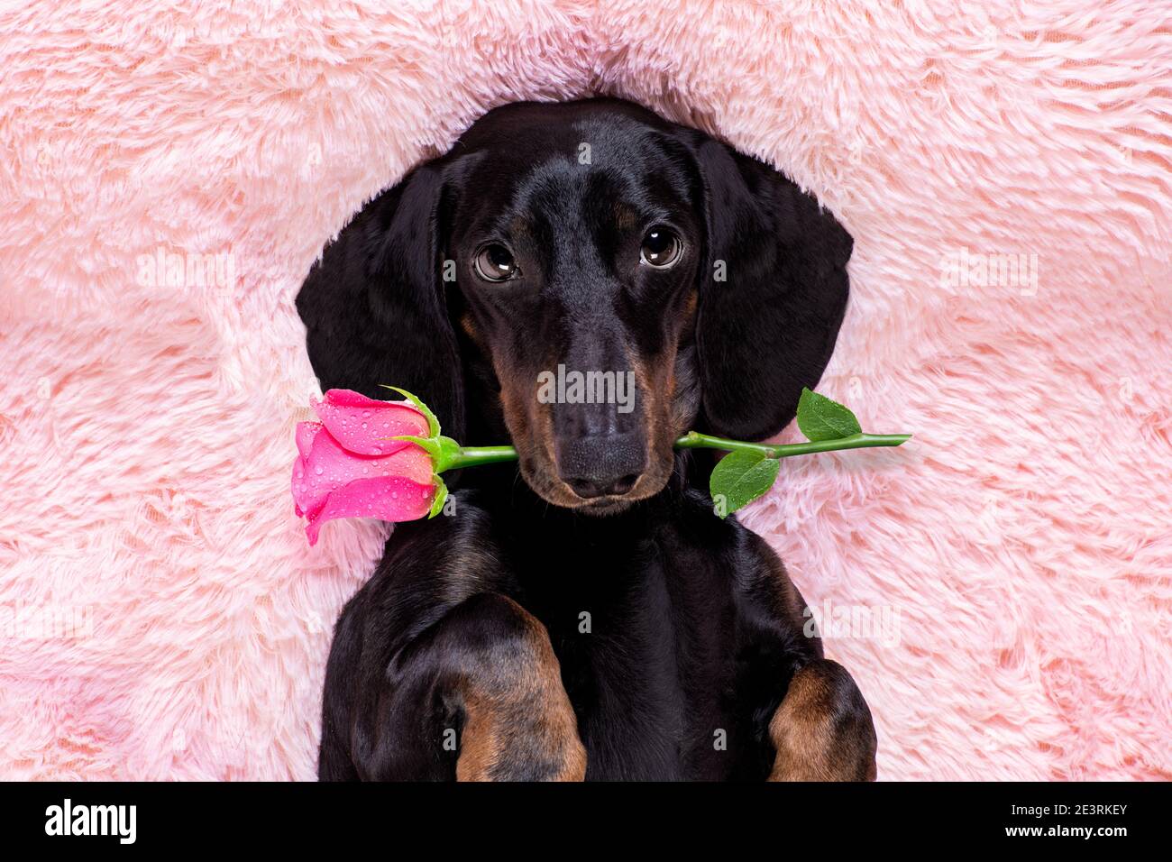saucisse dachshund chien regardant et regardant à vous, tout en étant allongé sur le lit plein de guimauves comme arrière-plan, dans l'amour, rose dans la bouche Banque D'Images