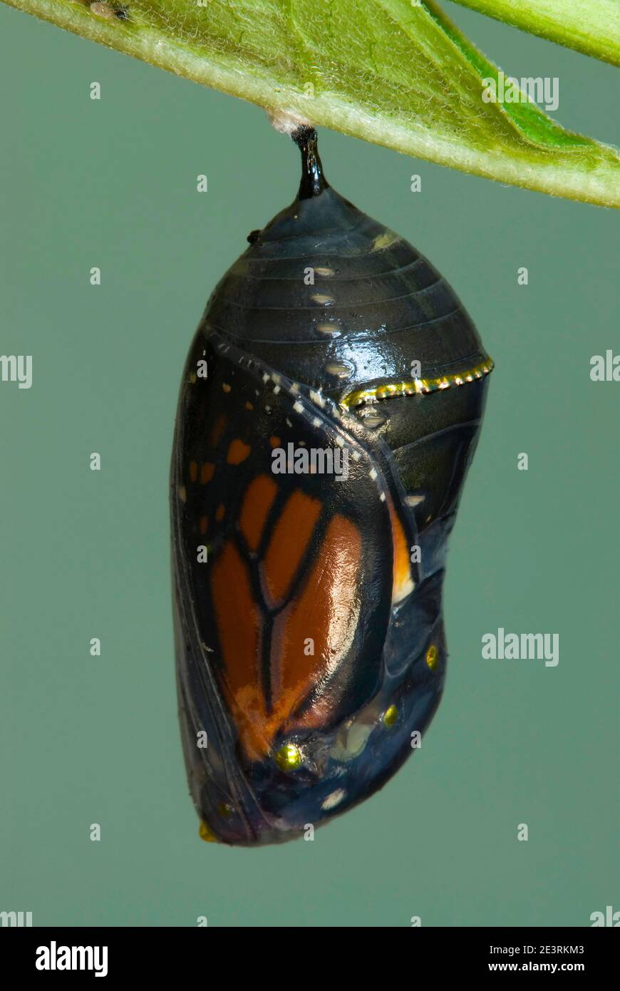 Monarque papillon chrysalide (Danaus plexippus), papillon sur le point d'émerger, E USA, par Skip Moody/Dembinsky photo Assoc Banque D'Images