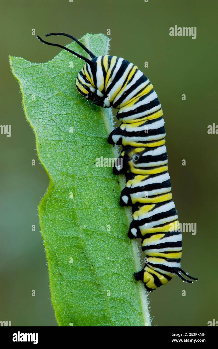 Monarch Butterfly caterpillar mangeant de la feuille de Milkweed commune (Danaus plexippus), E USA, par Skip Moody/Dembinsky photo Assoc Banque D'Images