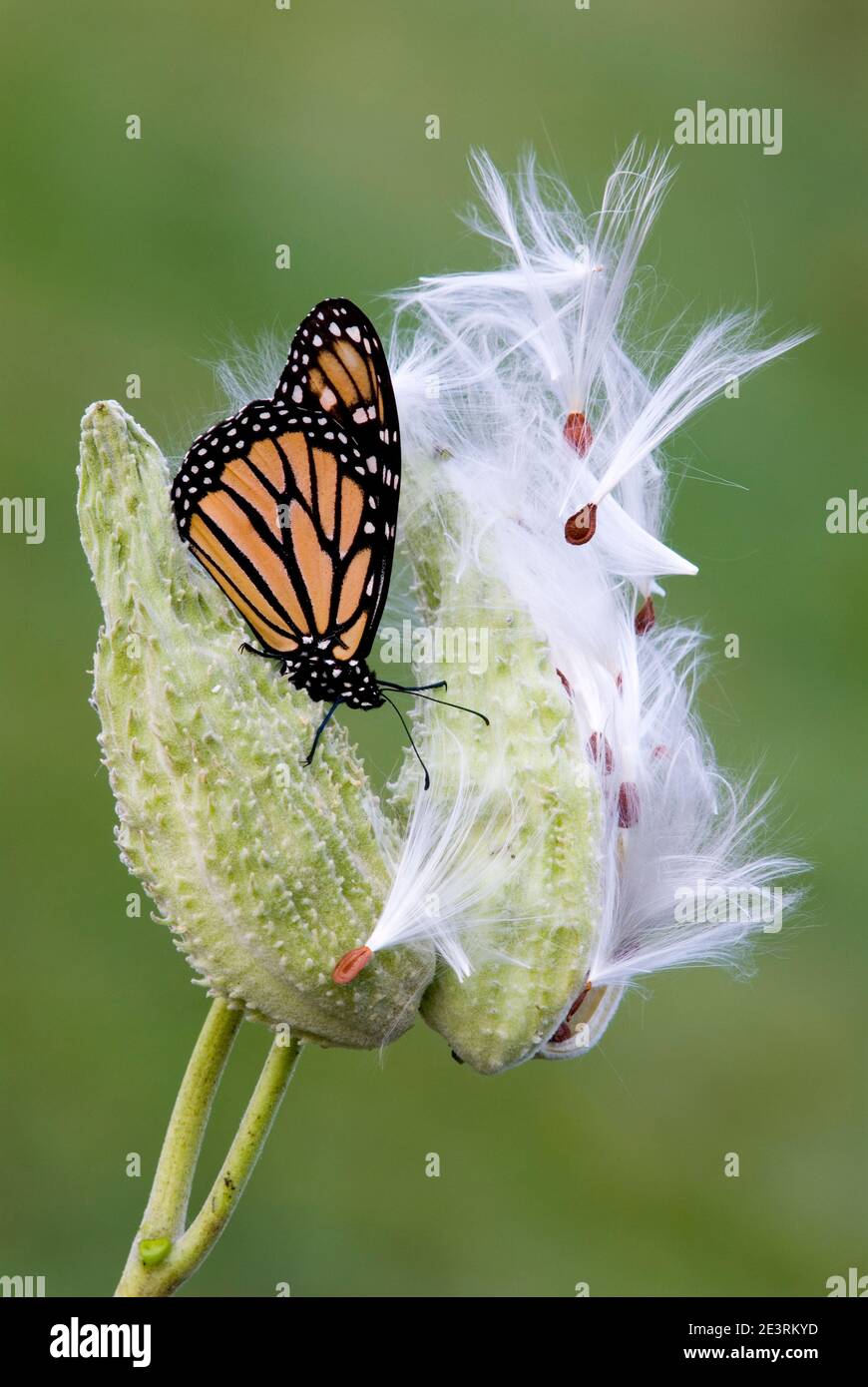Monarch Butterfly (Danaus plexippus) sur les gousses de graines de Milkweed (Asclepias syriaca), E USA, par Skip Moody/Dembinsky photo Assoc Banque D'Images