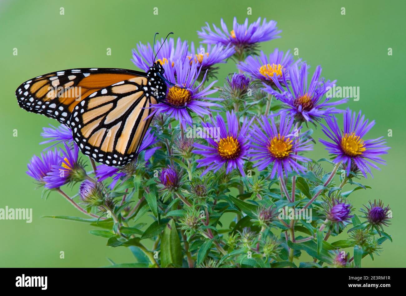 Monarch Butterfly (Danaus plexippus) sur les Asters de la Nouvelle-Angleterre (Symphyotrichum novae-angliae), début de l'automne, E USA, par Skip Moody/Dembinsky photo Assoc Banque D'Images