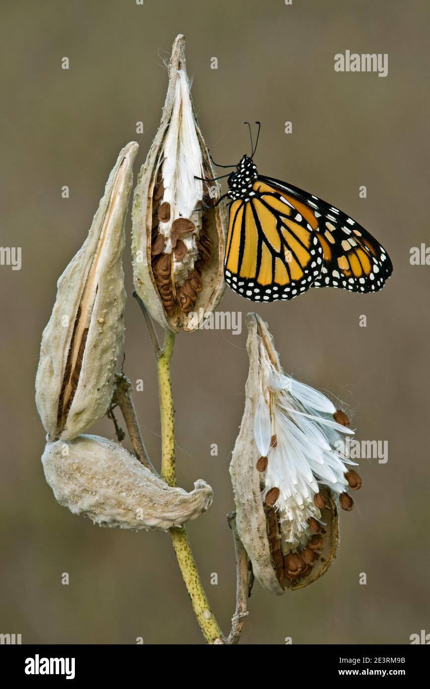 Monarch Butterfly (Danaus plexippus), reposant sur des gousses de graines de laitan mûres (Asclepias syriaca), E USA, par Skip Moody/Dembinsky photo Assoc Banque D'Images
