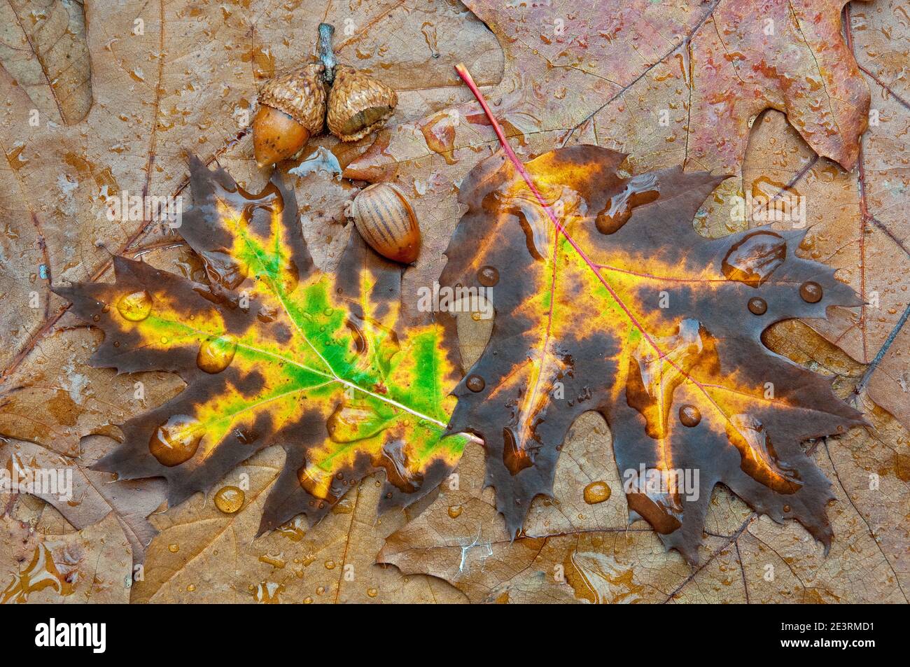 Gouttes de pluie sur les feuilles de chêne rouge (Quercus rubra) et les acornes, fond de forêt, automne, par Skip Moody/Dembinsky photo Assoc Banque D'Images
