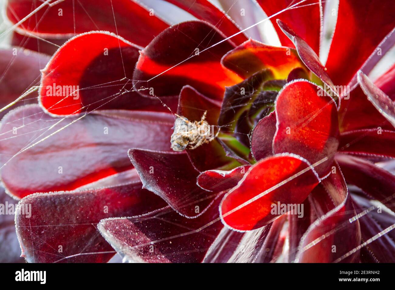 spider préparant le dîner Banque D'Images