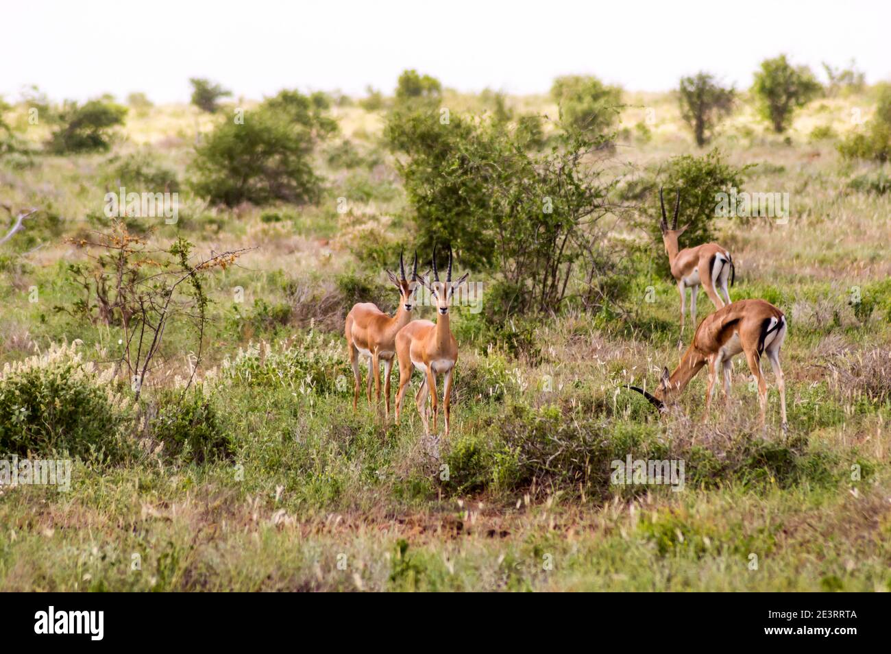 Un troupeau d'antilopes d'Impala vu dans la savane pendant Un safari à Tsavo East Park au Kenya en Afrique Banque D'Images Un troupeau d'antilopes d'Impala vu dans la savane pendant Un safari à Tsavo East Park au Kenya en Afrique Banque D'Images