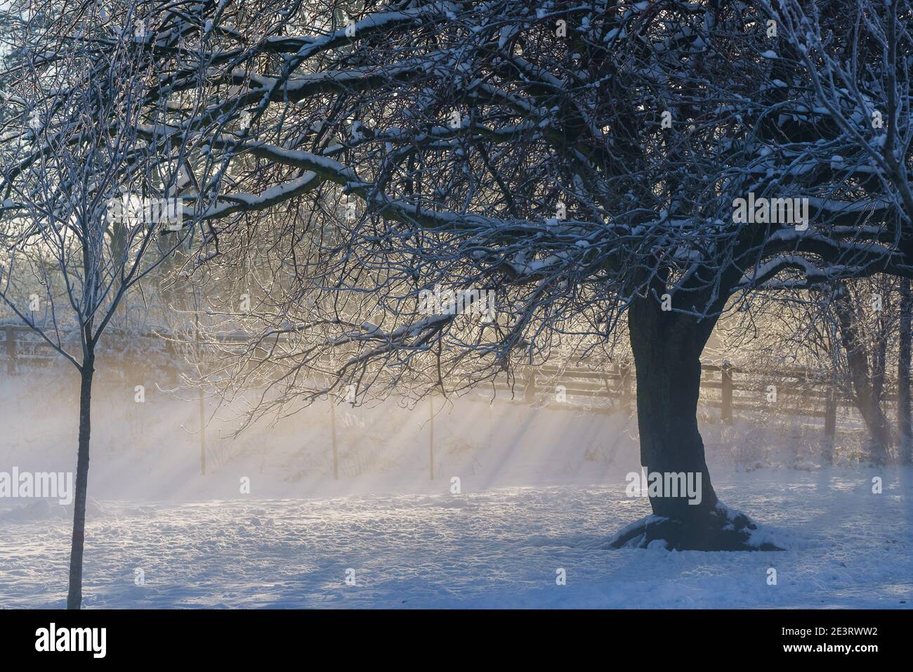 La lumière du soleil se filtre à travers les branches d'un arbre sur l'herbe enneigée. The Stray, Harrogate, North Yorkshire, Royaume-Uni. Banque D'Images