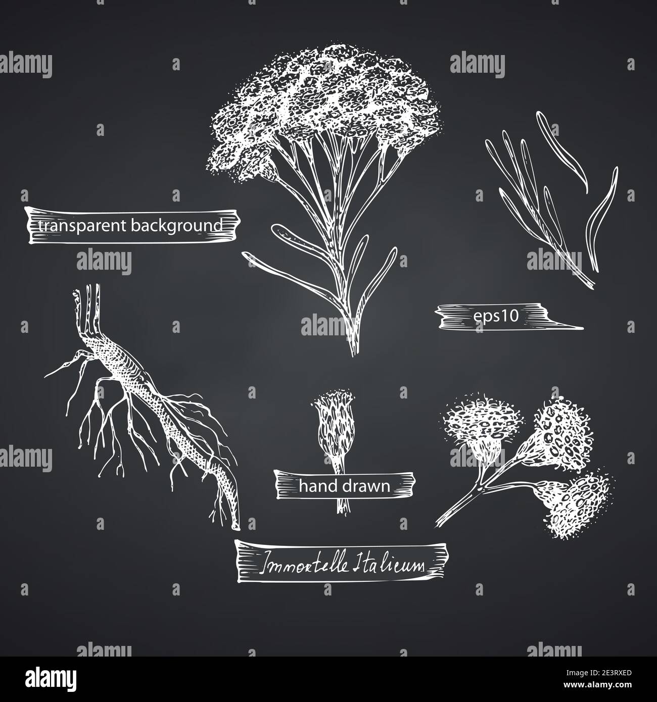 Ensemble tiré à la main d'immortelle italienne, Helichrysum fleurs de couleur blanche isolées sur fond de tableau noir. Motif rétro vintage. Botanique Illustration de Vecteur