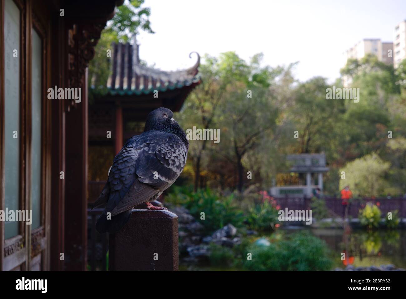 Oiseau, pigeon sauvage, debout et dormant dans un parc de style chinois à Hong Kong Banque D'Images