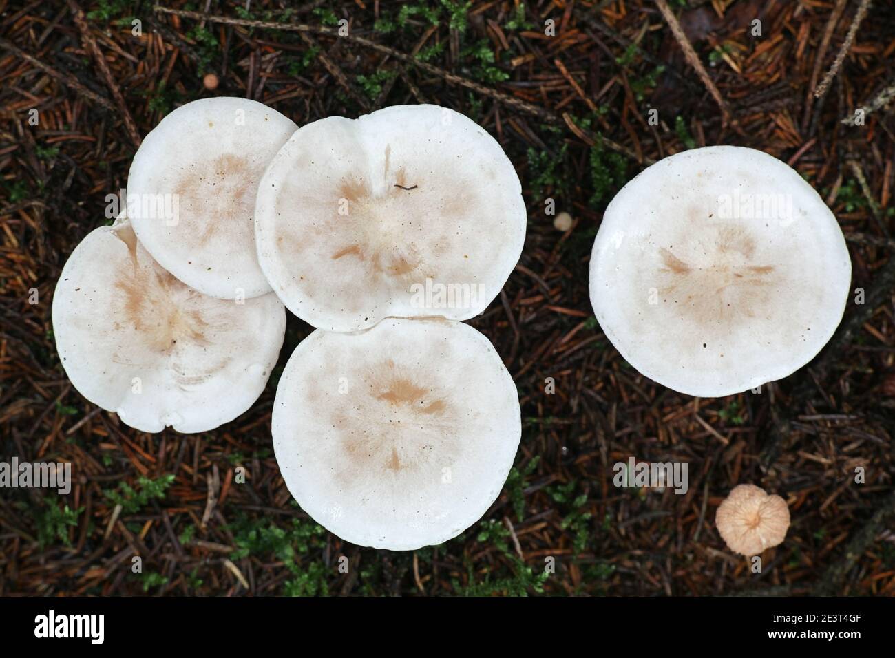 Clitocybe odora, connu sous le nom de Aniseed Toadstool ou Aniseed Funnel Cap, champignons sauvages de Finlande Banque D'Images