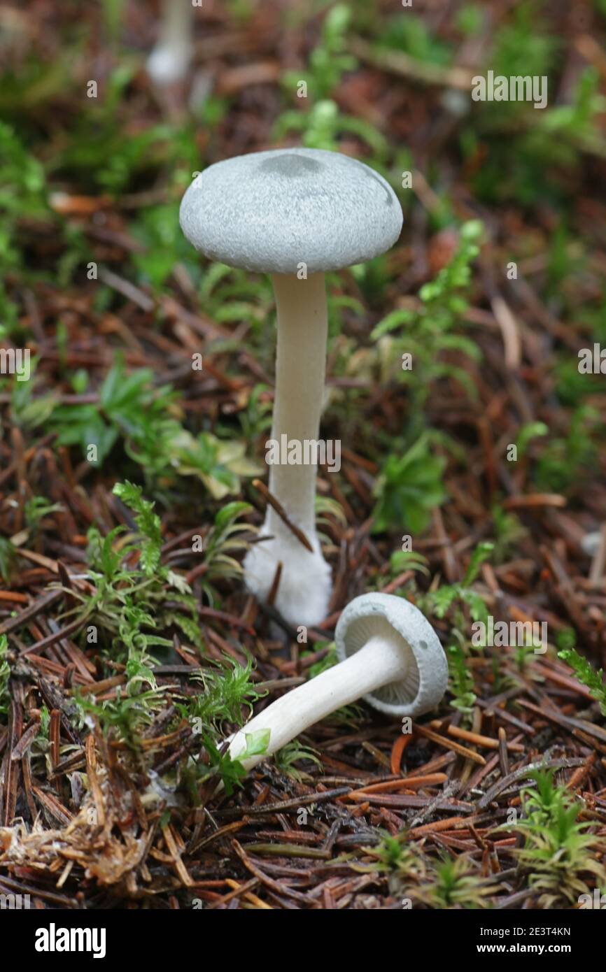 L'odora Clitocybe, connu sous le nom d'anis Anis toadstool, funnelcap ou entonnoir d'anis, de la Finlande aux champignons sauvages Banque D'Images