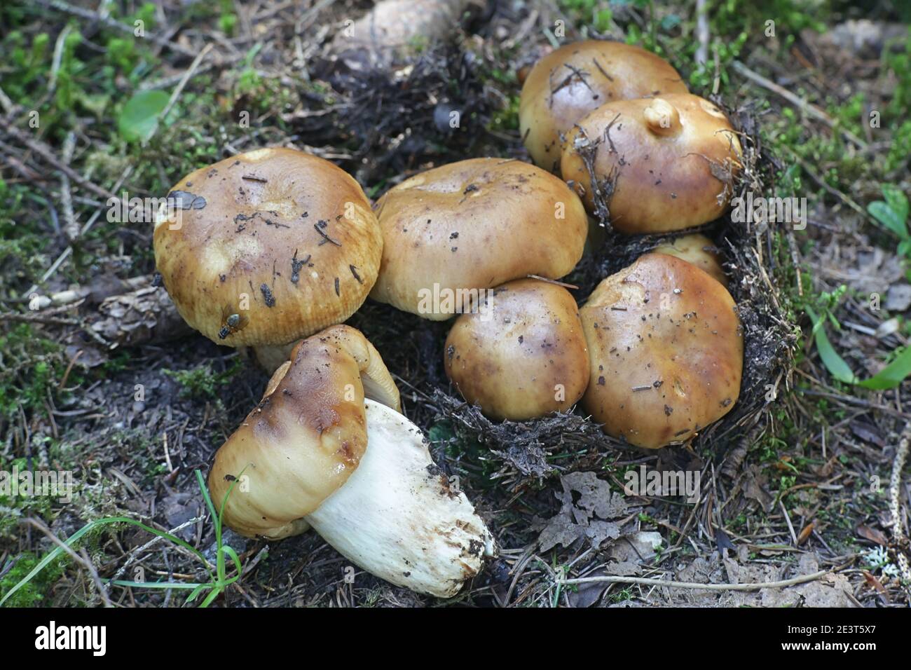 Russula foetens, connu sous le nom de Russula puant ou Brittlegill puant, de la Finlande aux champignons sauvages Banque D'Images