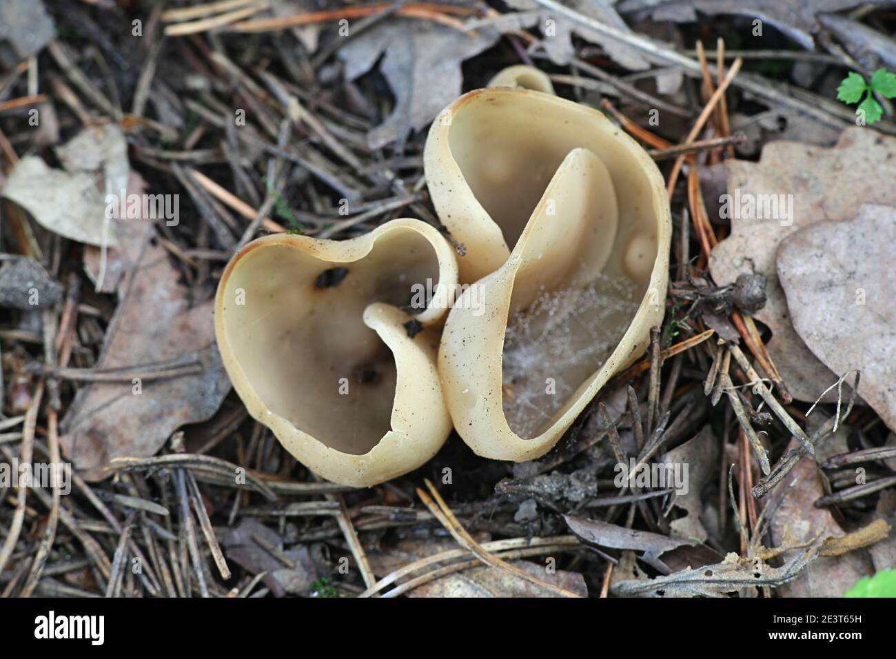 Comment On Dit Champignon En Anglais Discomycètes Banque de photographies et d'images à haute résolution - Alamy