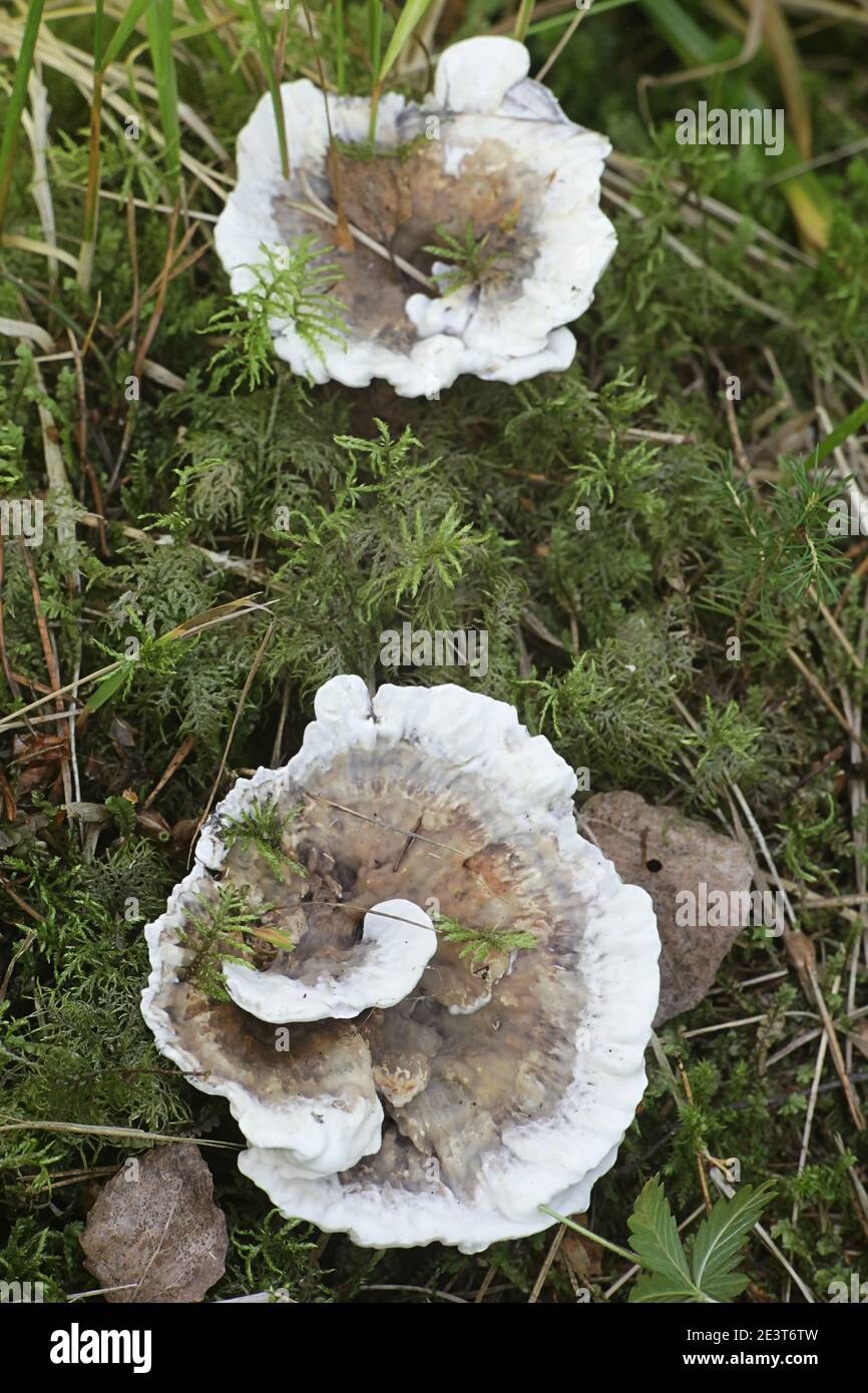 Hydnellum suaveolens, un champignon dentaire finlandais sans nom anglais commun Banque D'Images