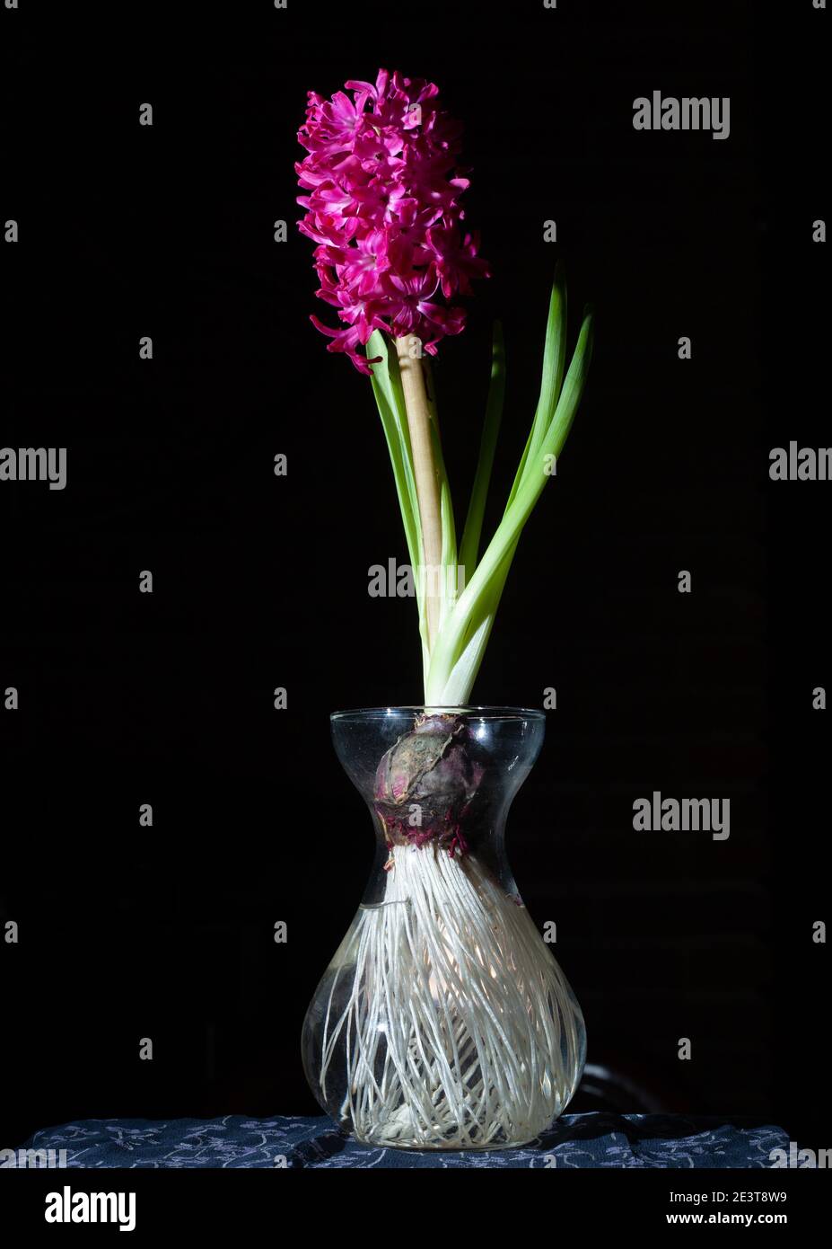Jacinthe rose en pleine fleur poussant dans une ampoule de verre vase montrant ses racines sur fond noir Banque D'Images