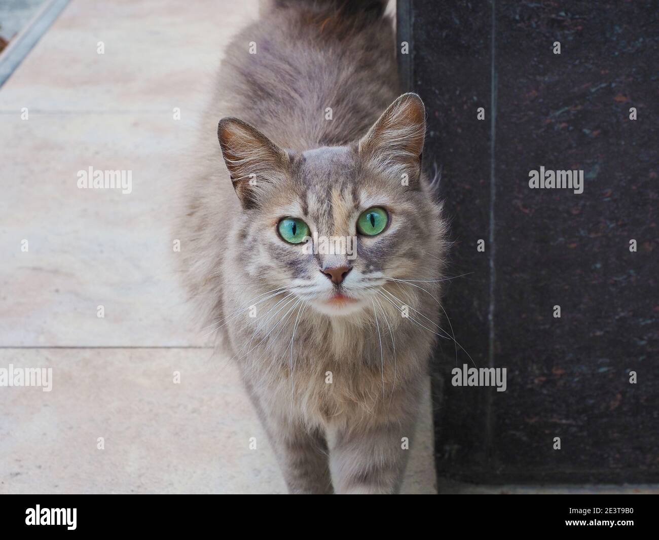 Portrait d'un chat gris mongrel mignon avec vert vif yeux Banque D'Images