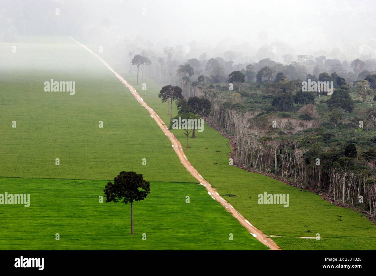 Une vaste monoculture de soja jouxte le reste de la forêt amazonienne près de Santarém, Pará, Brésil, où une route d'accès nouvellement coupée traverse la forêt primaire. L'expansion agricole pour les marchés mondiaux des matières premières entraîne la déforestation, la dégradation de l'environnement et l'isolement – et la perte éventuelle – de vénérables arbres à noix du Brésil autrefois partie intégrante de l'écologie de la forêt tropicale. Les défenseurs de l’environnement avertissent que ce changement d’affectation des terres compromet la biodiversité, le stockage du carbone et les moyens de subsistance des communautés traditionnelles. Banque D'Images