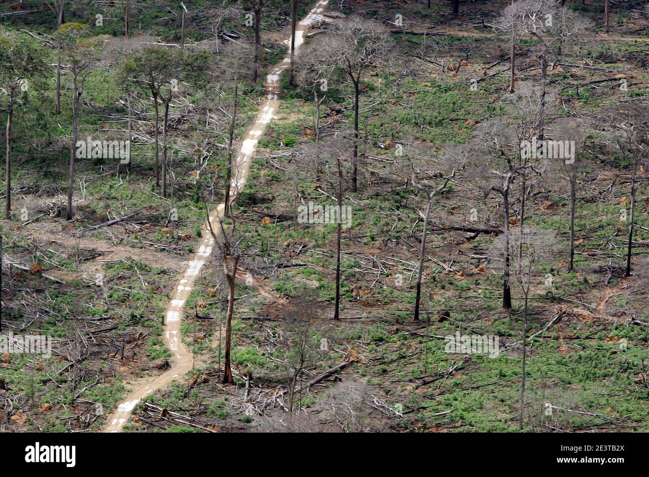 Dégagement de forêt amazonienne pour l'agriculture, près de Santarem - déforestation pour l'agro-industrie - développement économique créant le déséquilibre écologique. Ouverture d'une route où avant il y avait une forêt. Banque D'Images