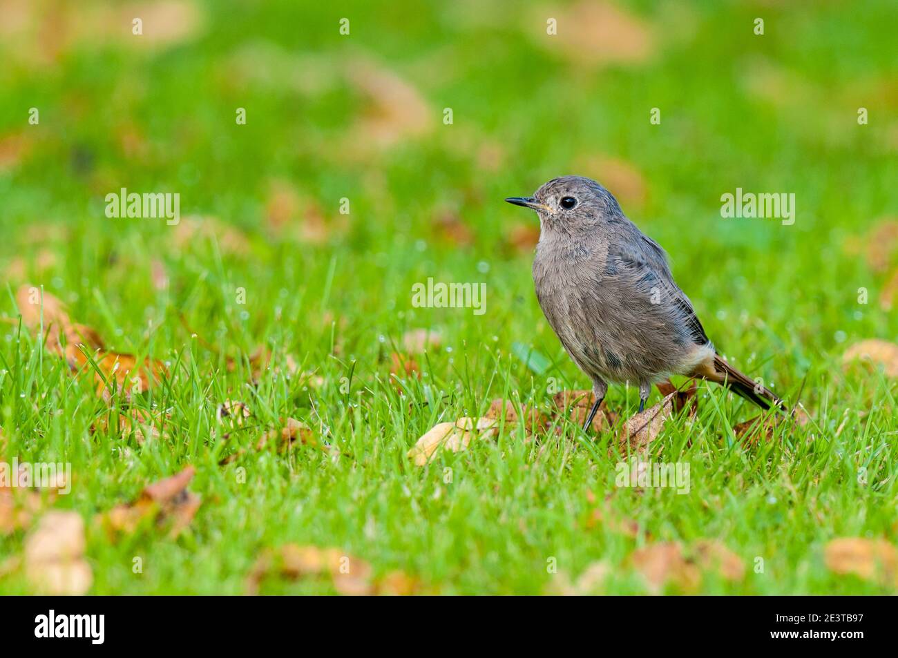 Un jeune redstart noir (Phoenicurus ochruros) marchant sur l'herbe humide et les feuilles mortes dans un pré à Mitteltal dans la Forêt Noire, en Allemagne. Septembre Banque D'Images