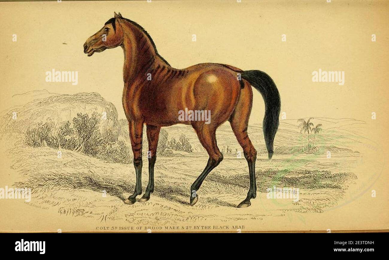 MAMMIFÈRES-00004 COLT 3D ISSUE OF BROOD MARE & 2D BY BLACK ARAB (22899918854). Banque D'Images