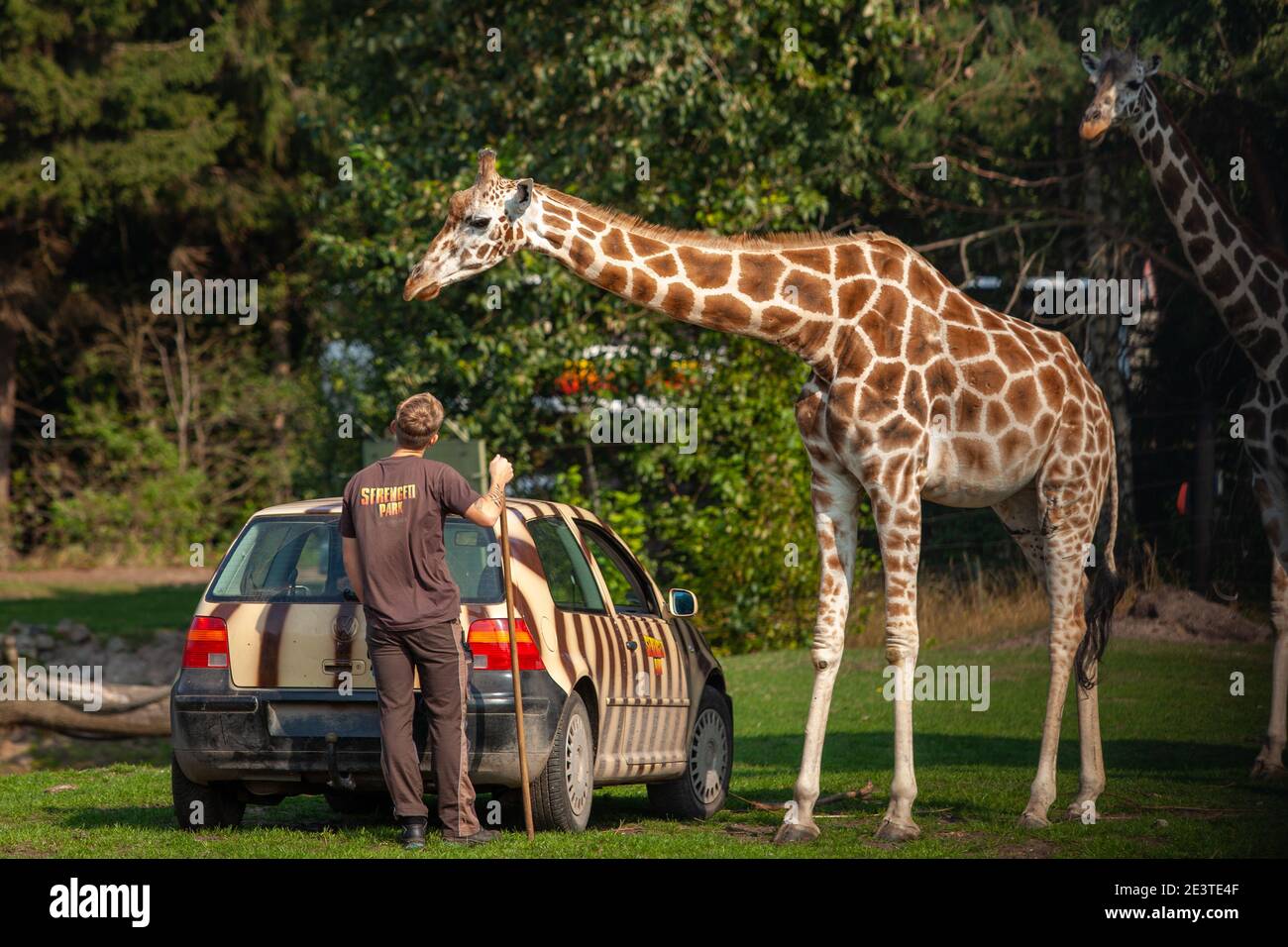 Une girafe et un travailleur au zoo du parc Serengeti En Allemagne Banque D'Images