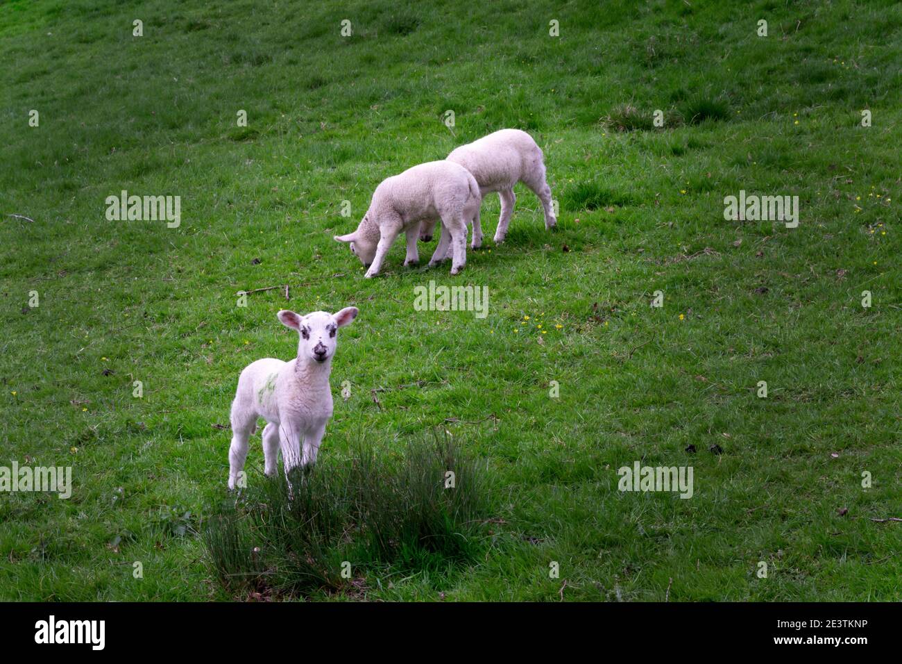 Trois agneaux dans un champ vert au printemps Banque D'Images